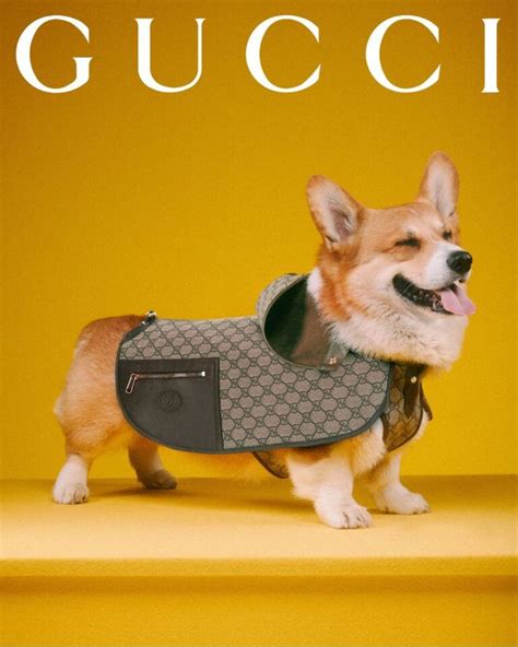 gucci corgi|gucci clothing for kids.